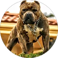 Mitko T. Avatar